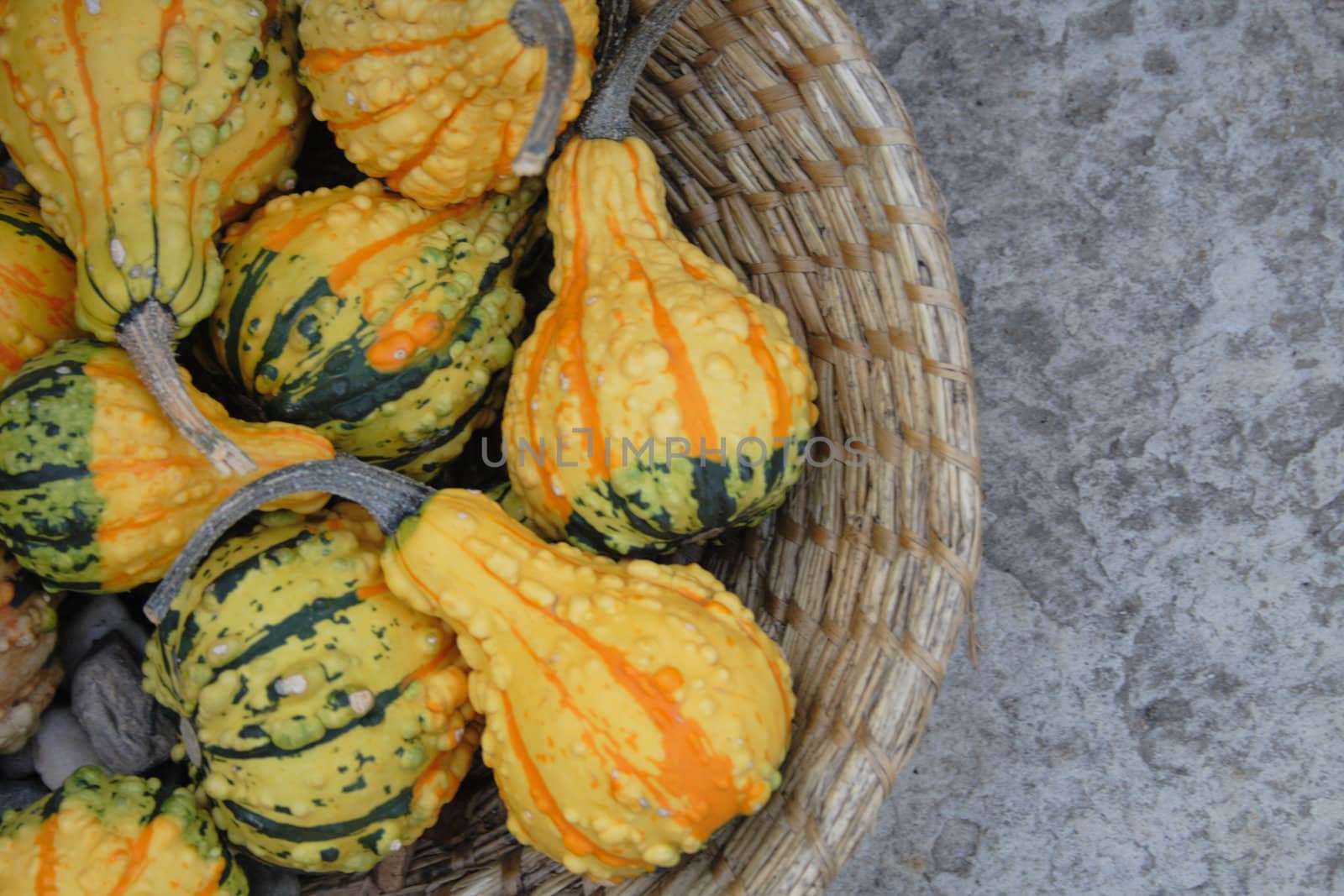 fresh pumpkins as very nice natural background