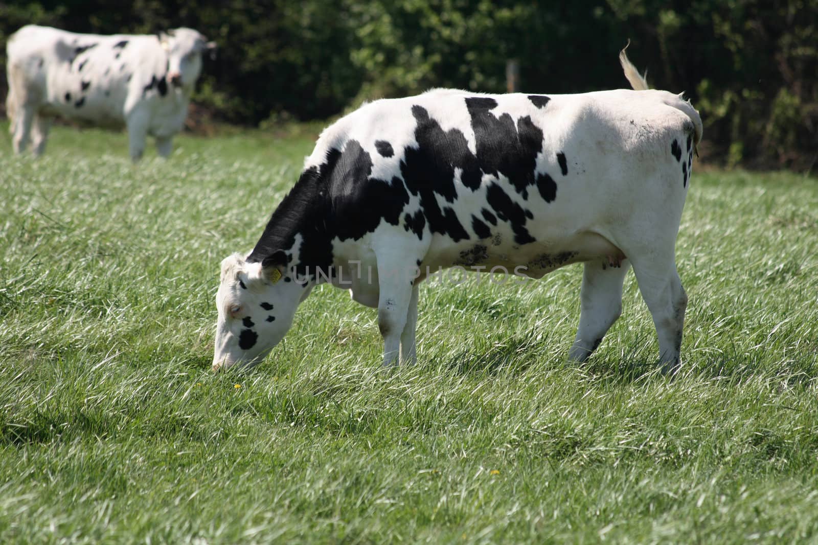 two cows are eating fresh green grass 