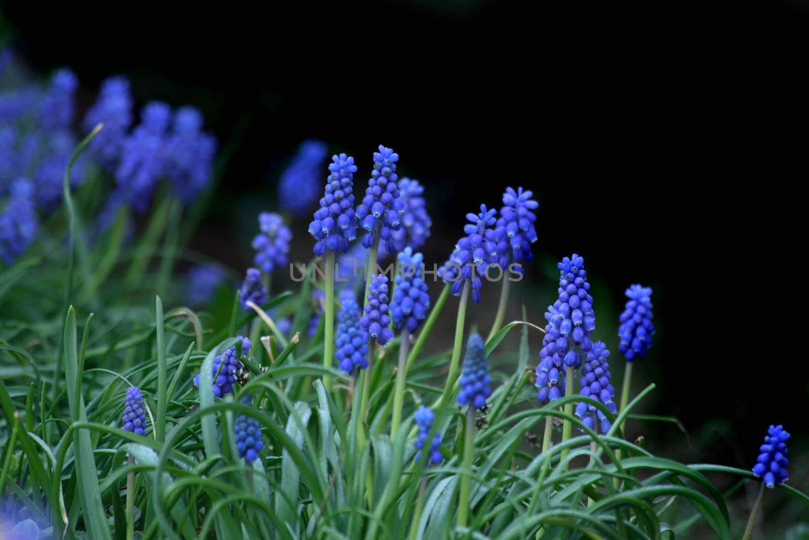 blue flowers by jonnysek