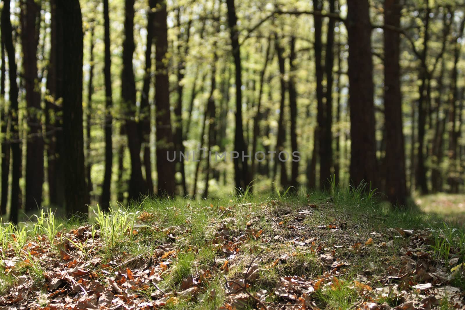 very nice spring forest from the czech republic