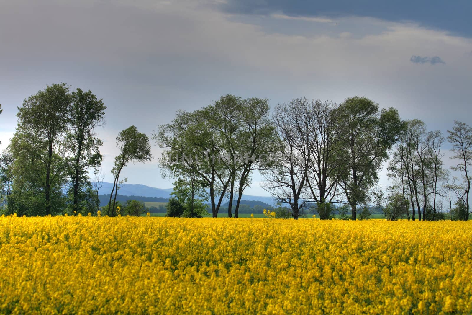 czech agricultural country with the field of yellow flowers