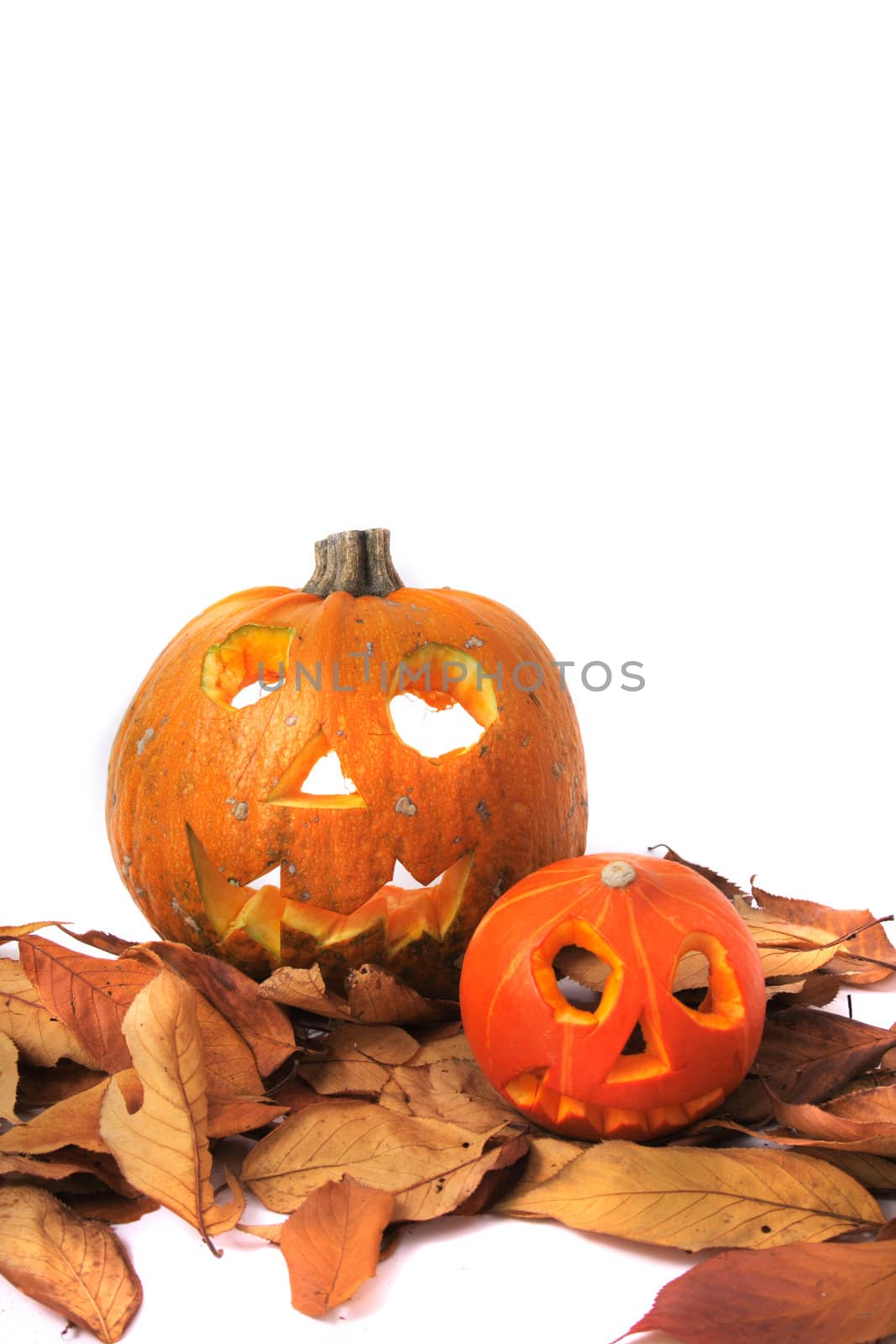 halloween pumpkins isolated on the white background