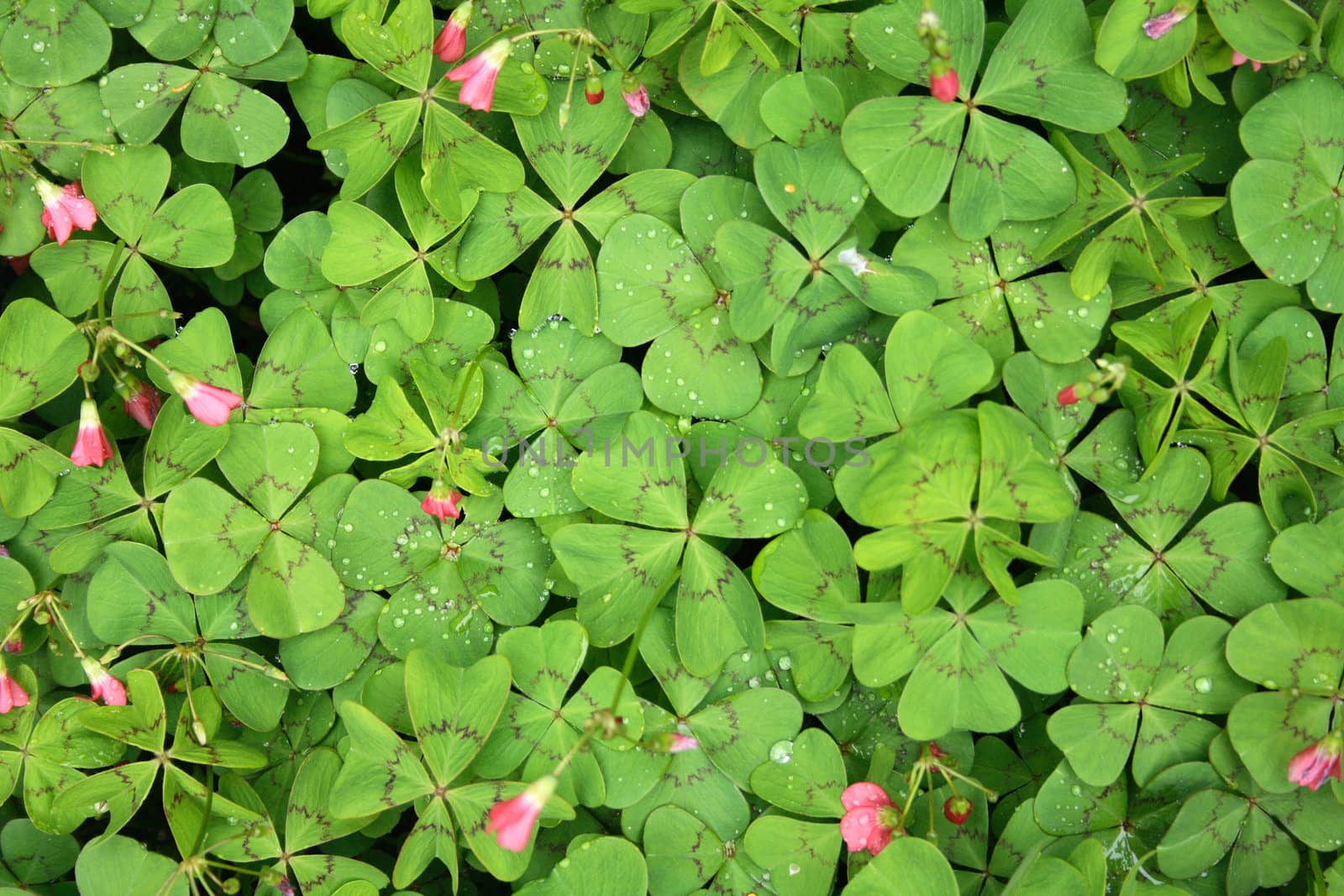 green leaves and flowers as natural background