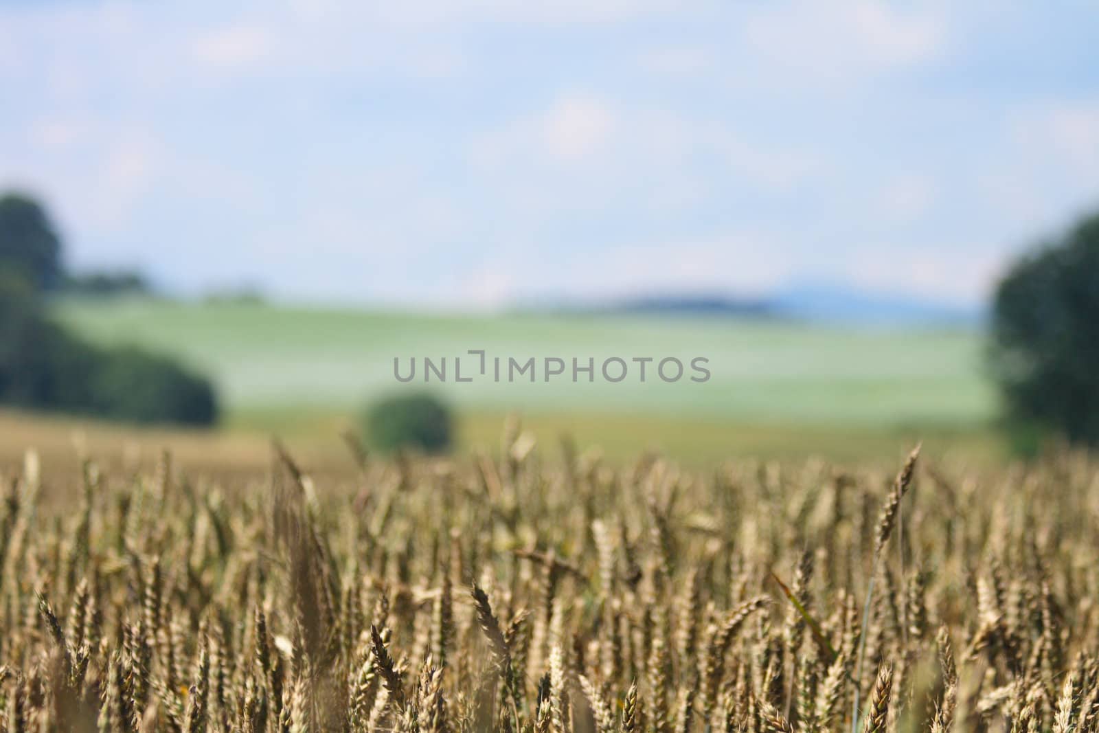 summer golden corn and the blue sky 