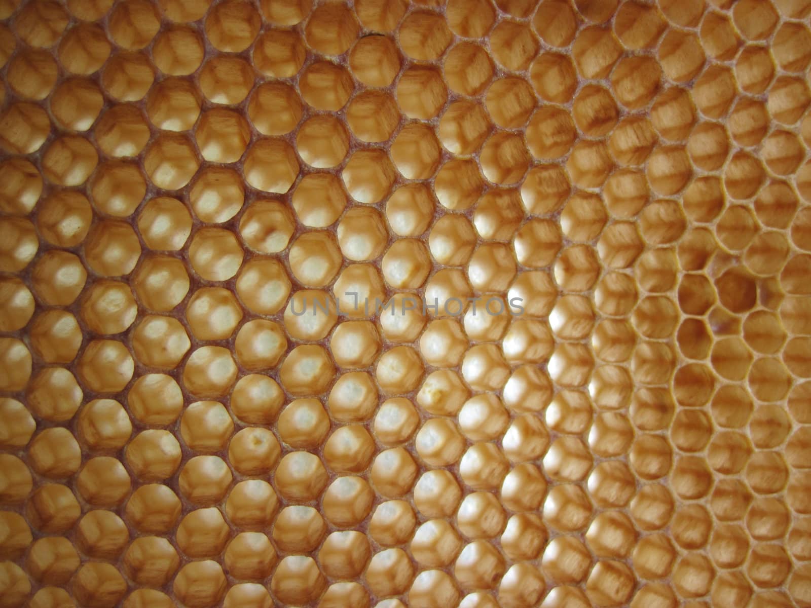 beeswax background without honey (empy honeycells) 