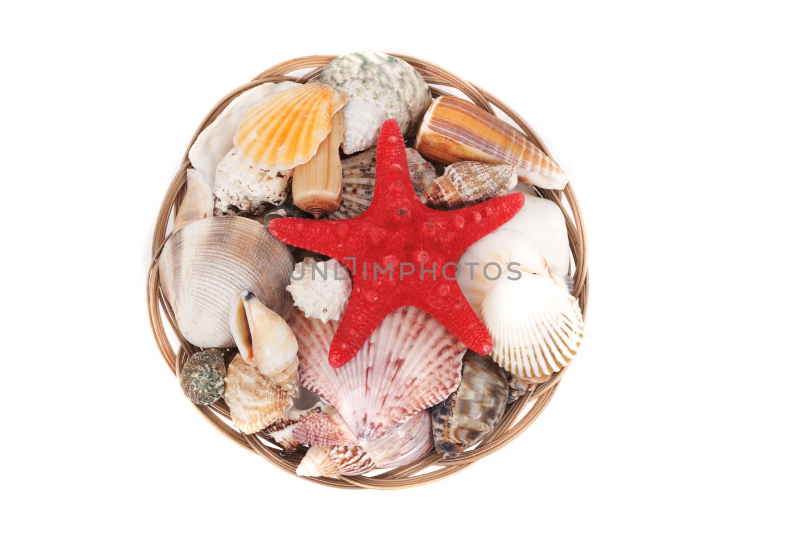 sea shells isolated on the white background