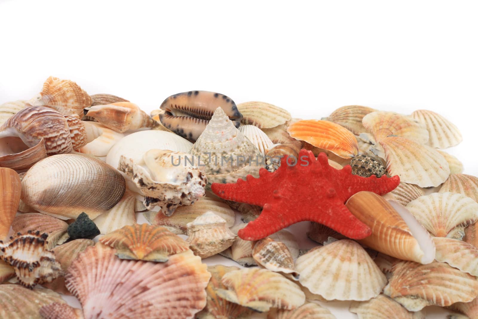 shea shells isolated on the white background