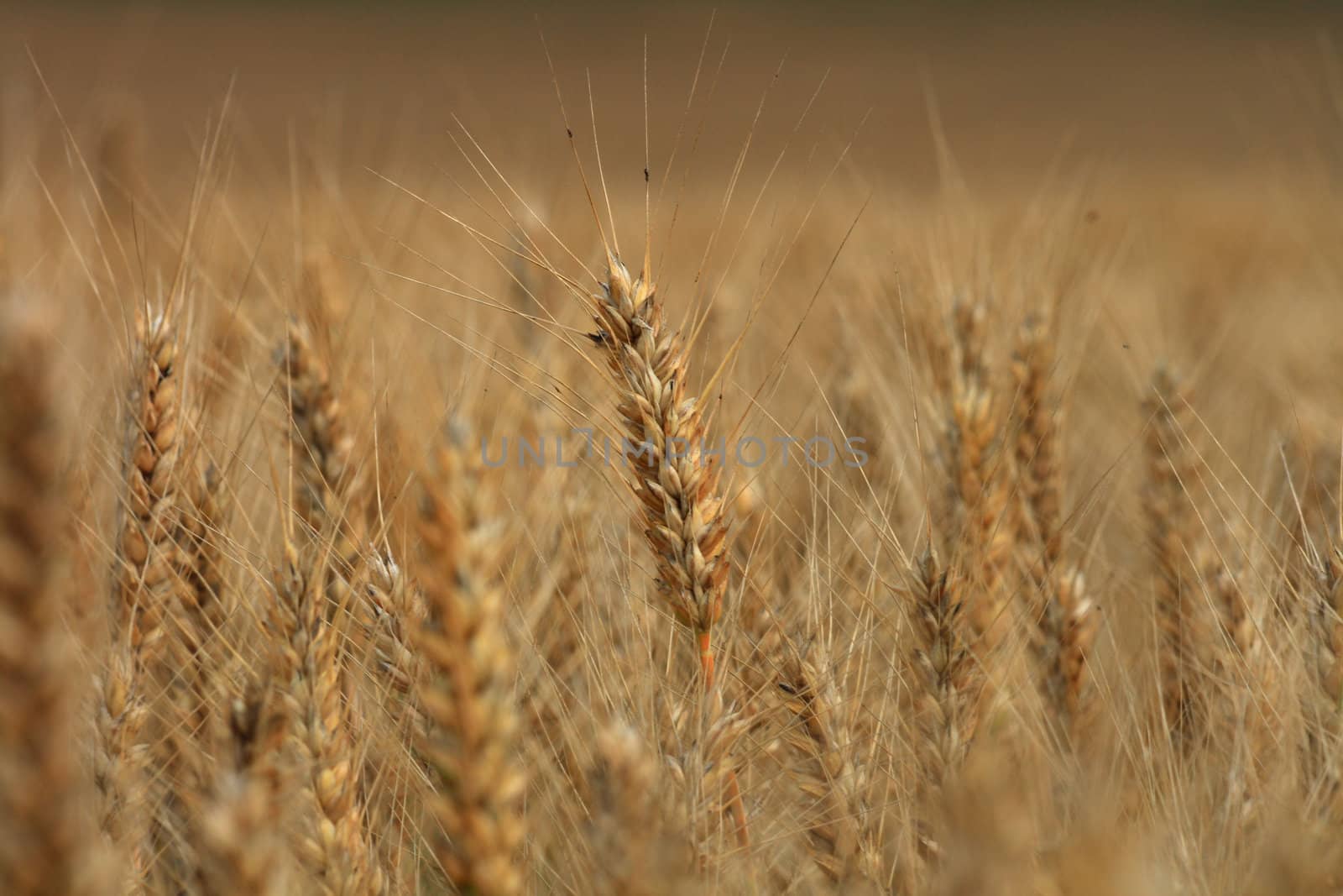 summer golden corn as nice natural background