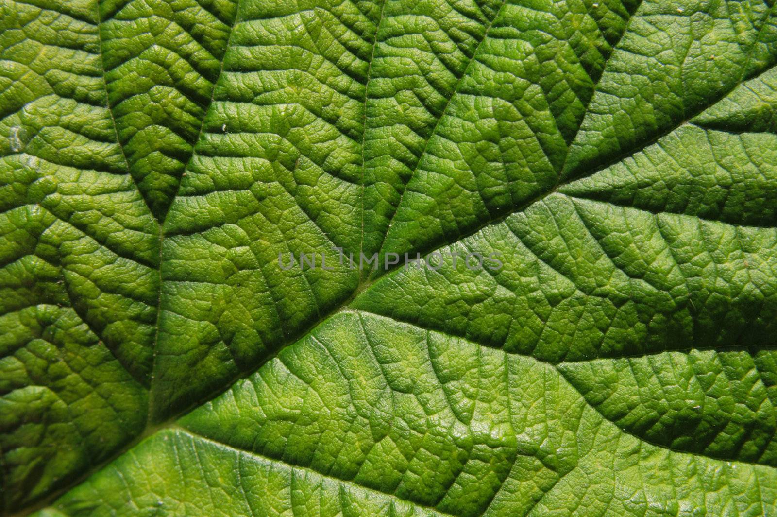 fresh green leaf as nice natural background