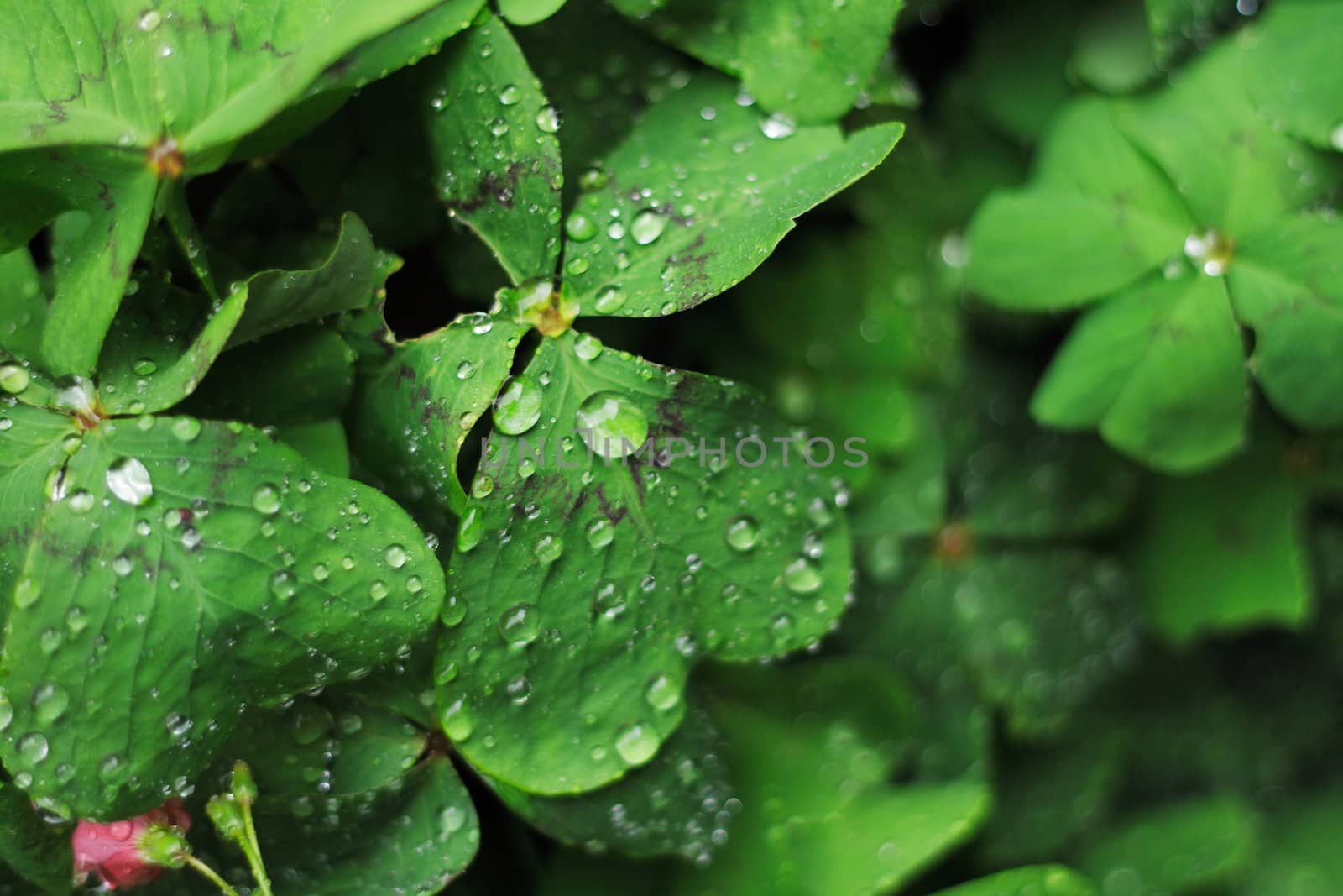 green leaves background with drop of water