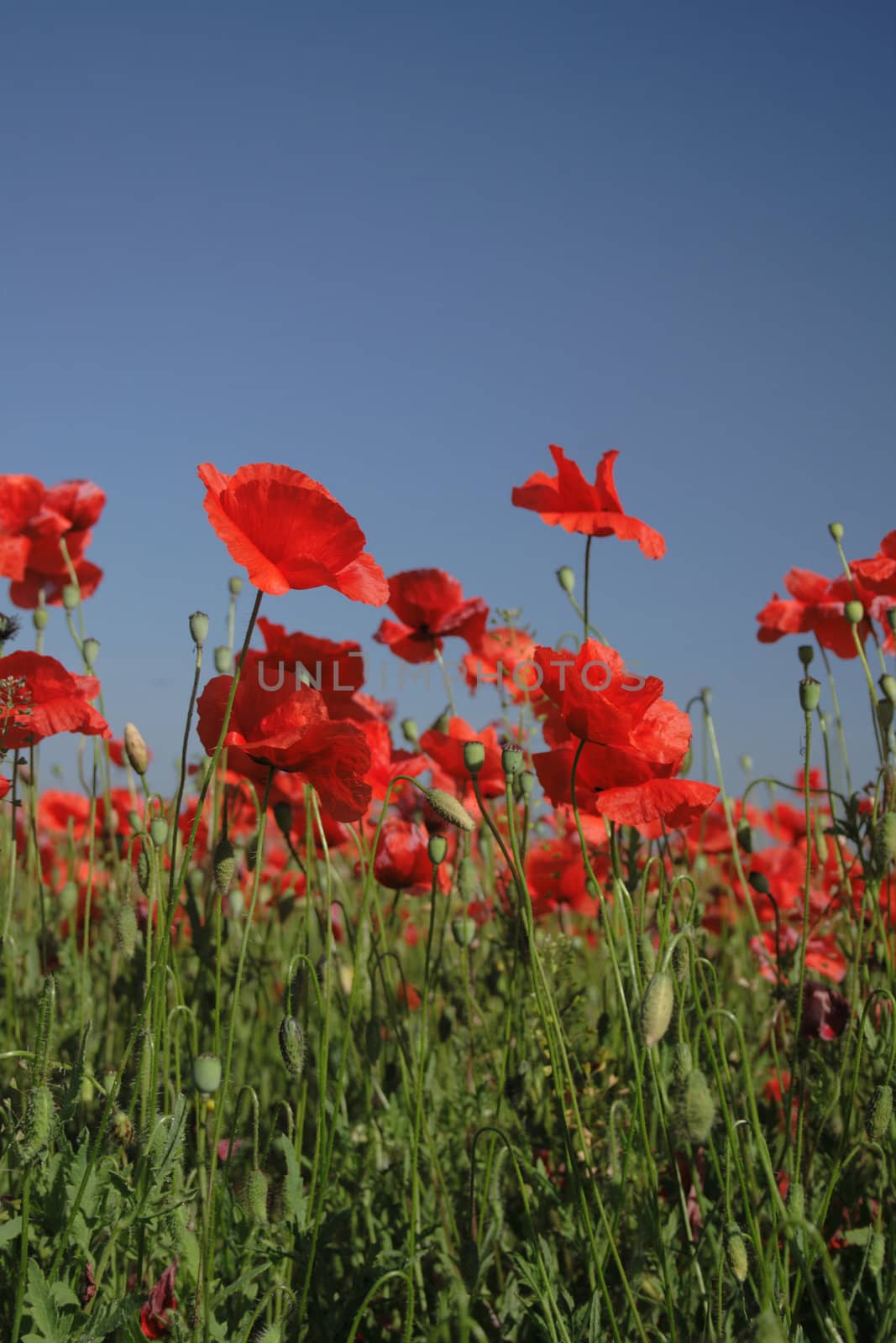 poppy flower field and blue sky as nice natural background