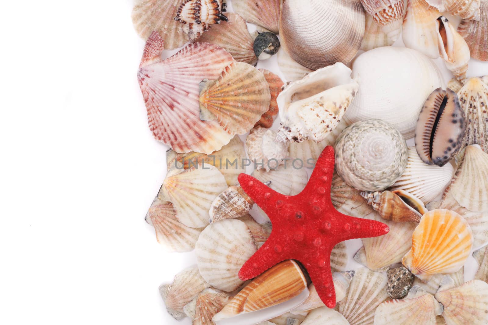 sea shells isolated on the white background