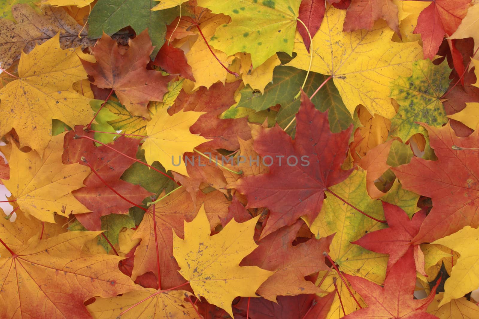 color autumn leaves as very nice natural background
