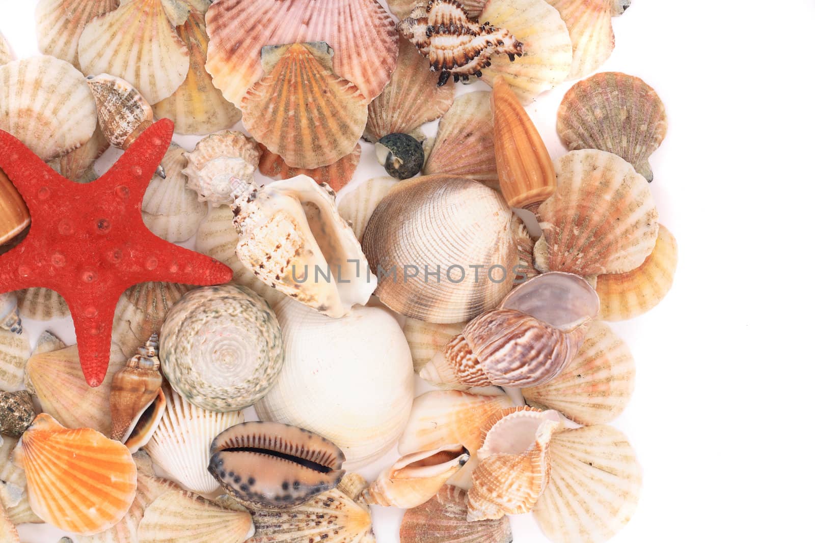 shea shells isolated on the white background