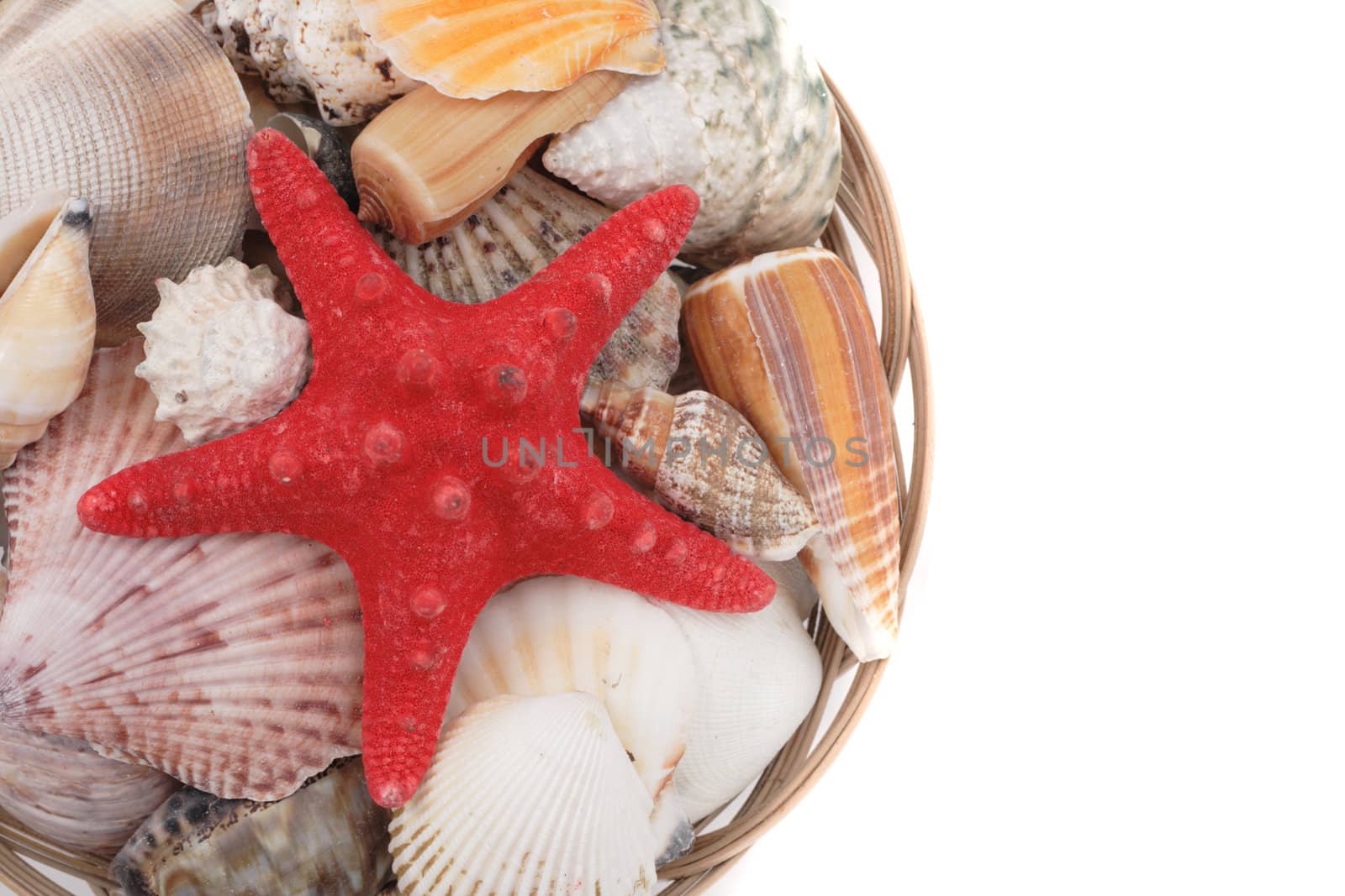 sea shells isolated on the white background