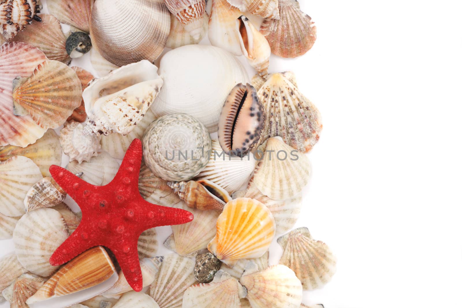sea shells isolated on the white background