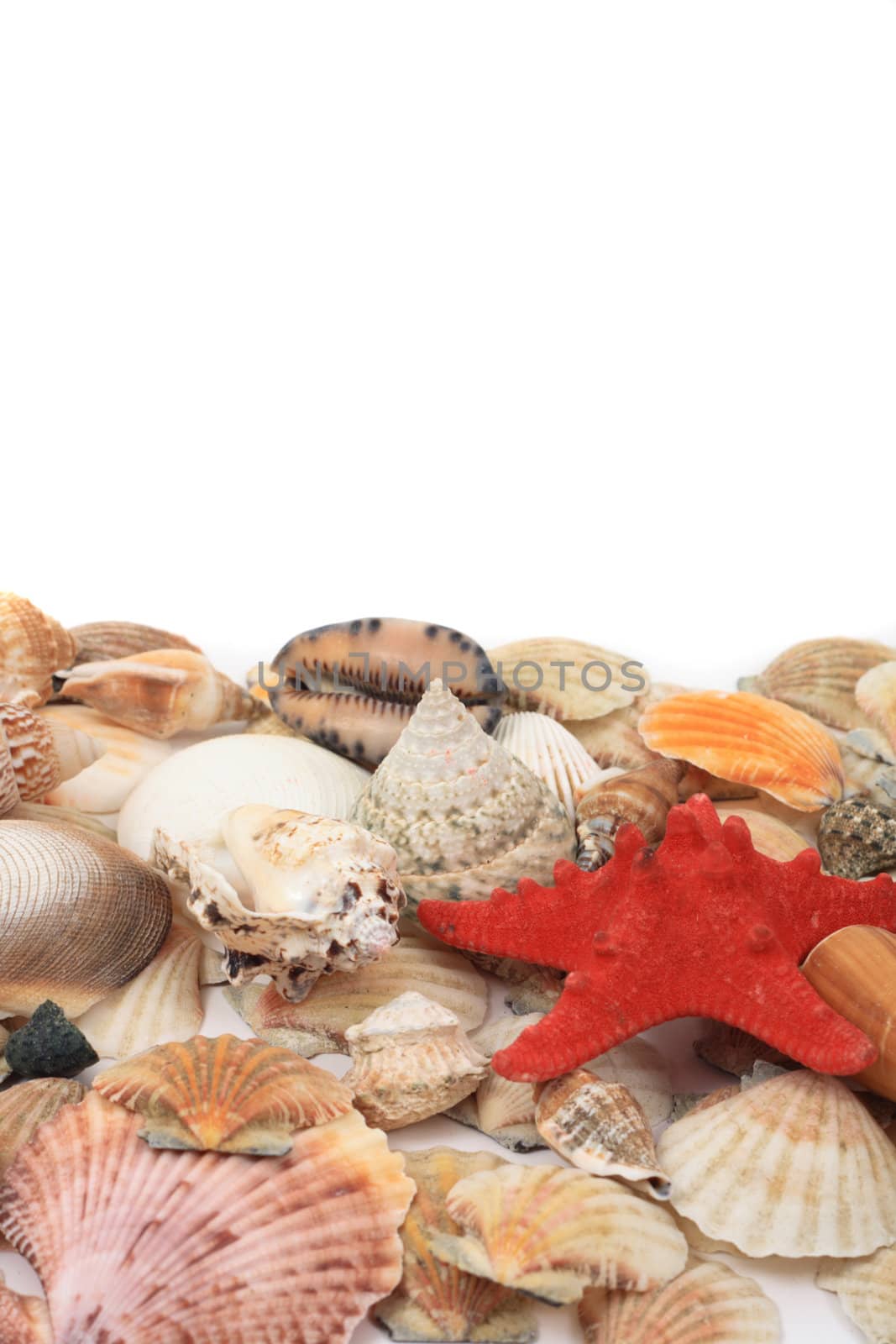 shea shells isolated on the white background
