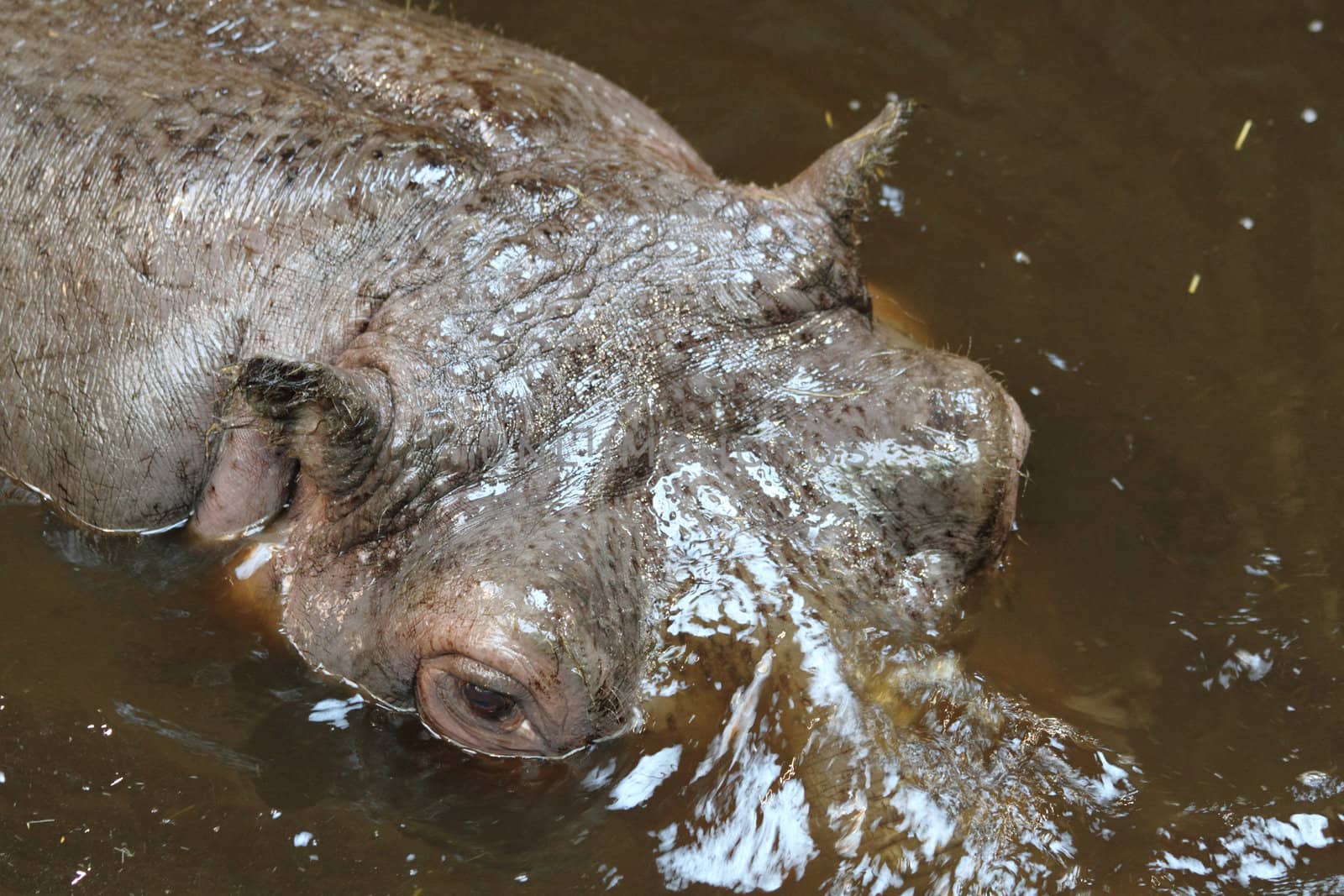 detail of hippo head in the water 