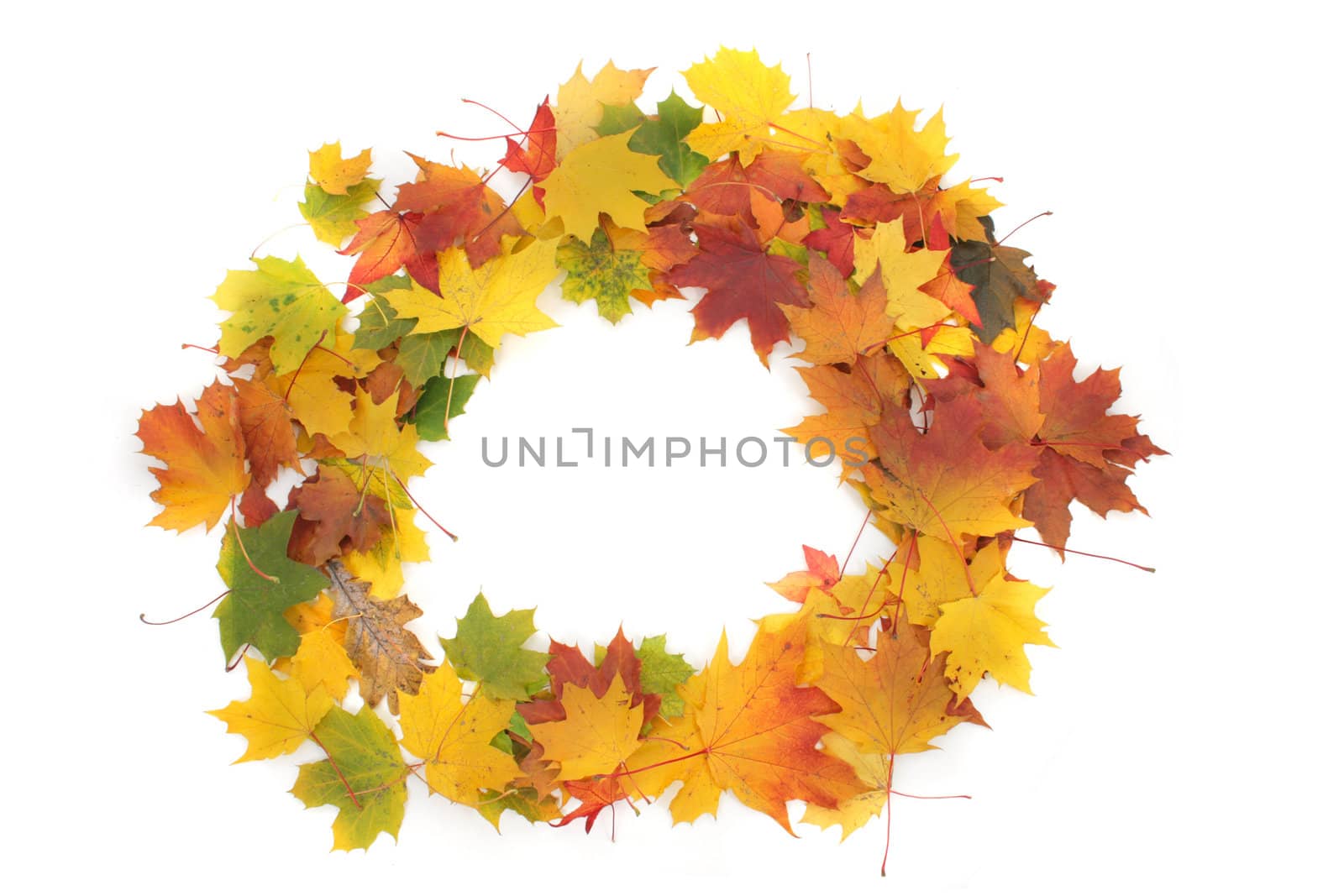 color autumn leaves as very nice natural frame