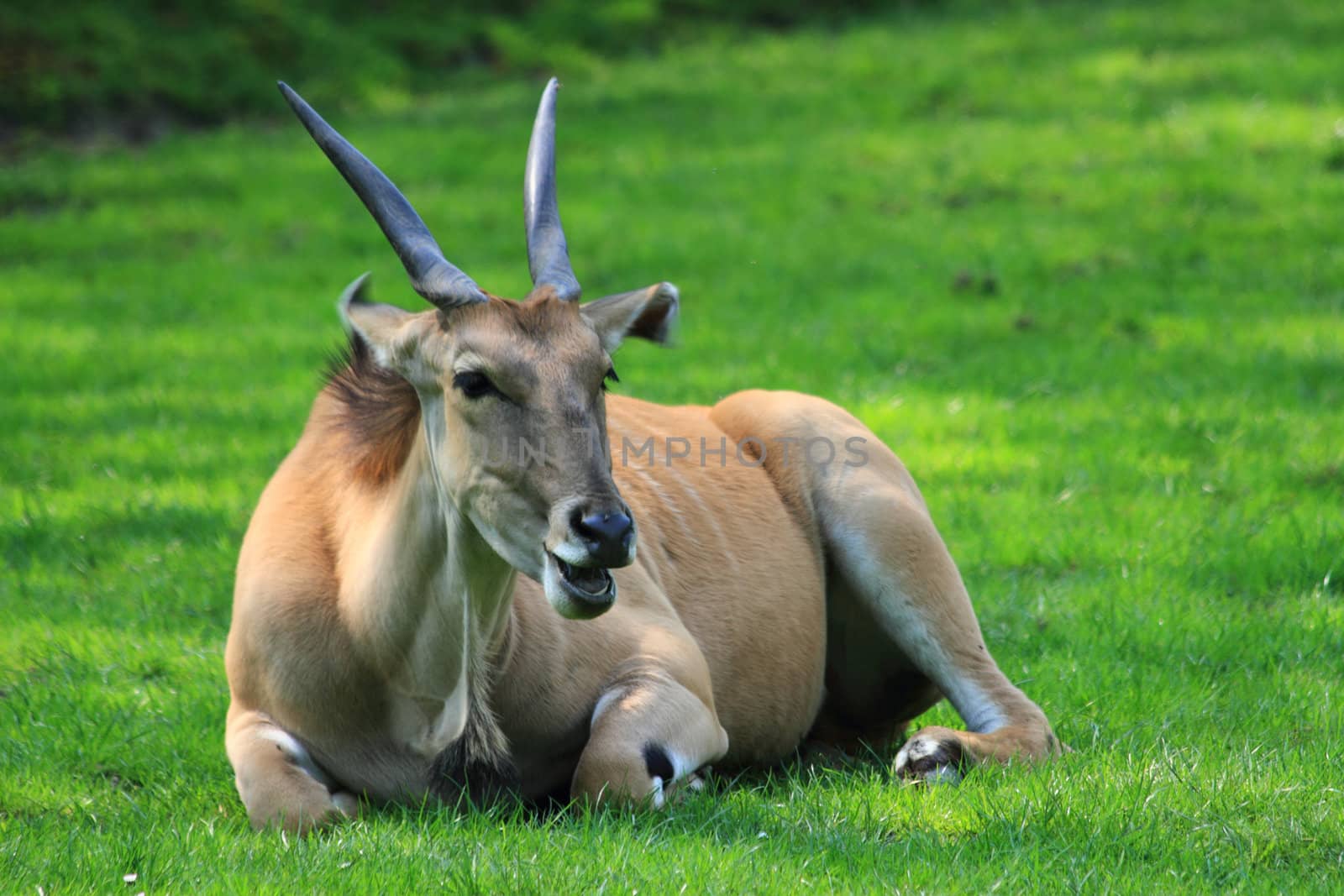 resting antelope woman in the fresh garden 
