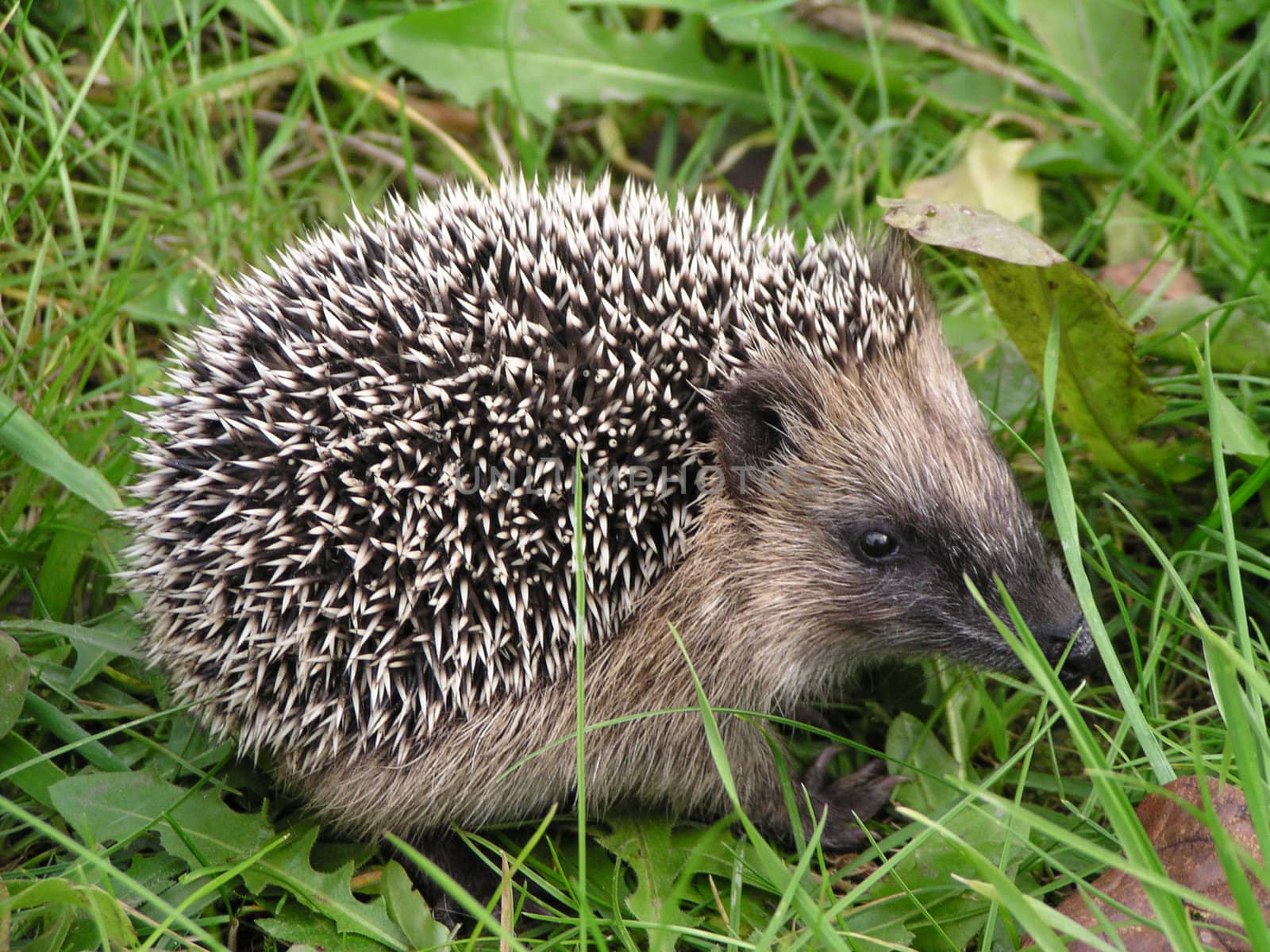 sweet and small hedgehog in the grass