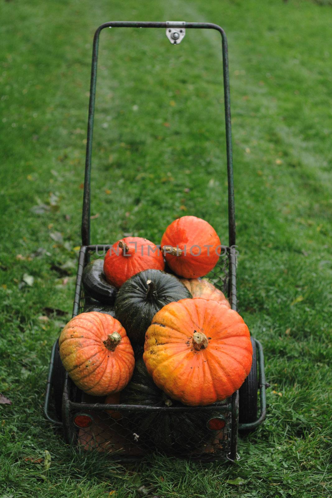 pumpkins in the transportation vehicle on the green grass
