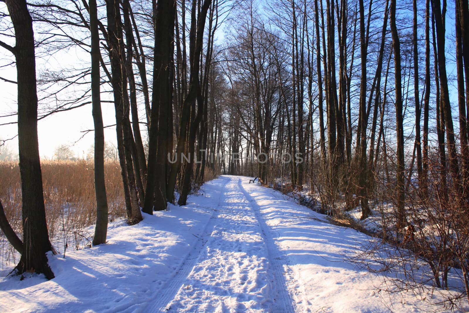 winter country with the treeses from the czech republic