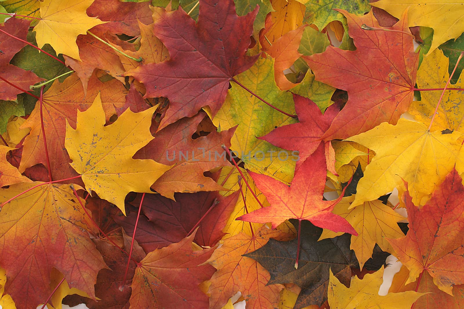 color autumn leaves as very nice seasonale background