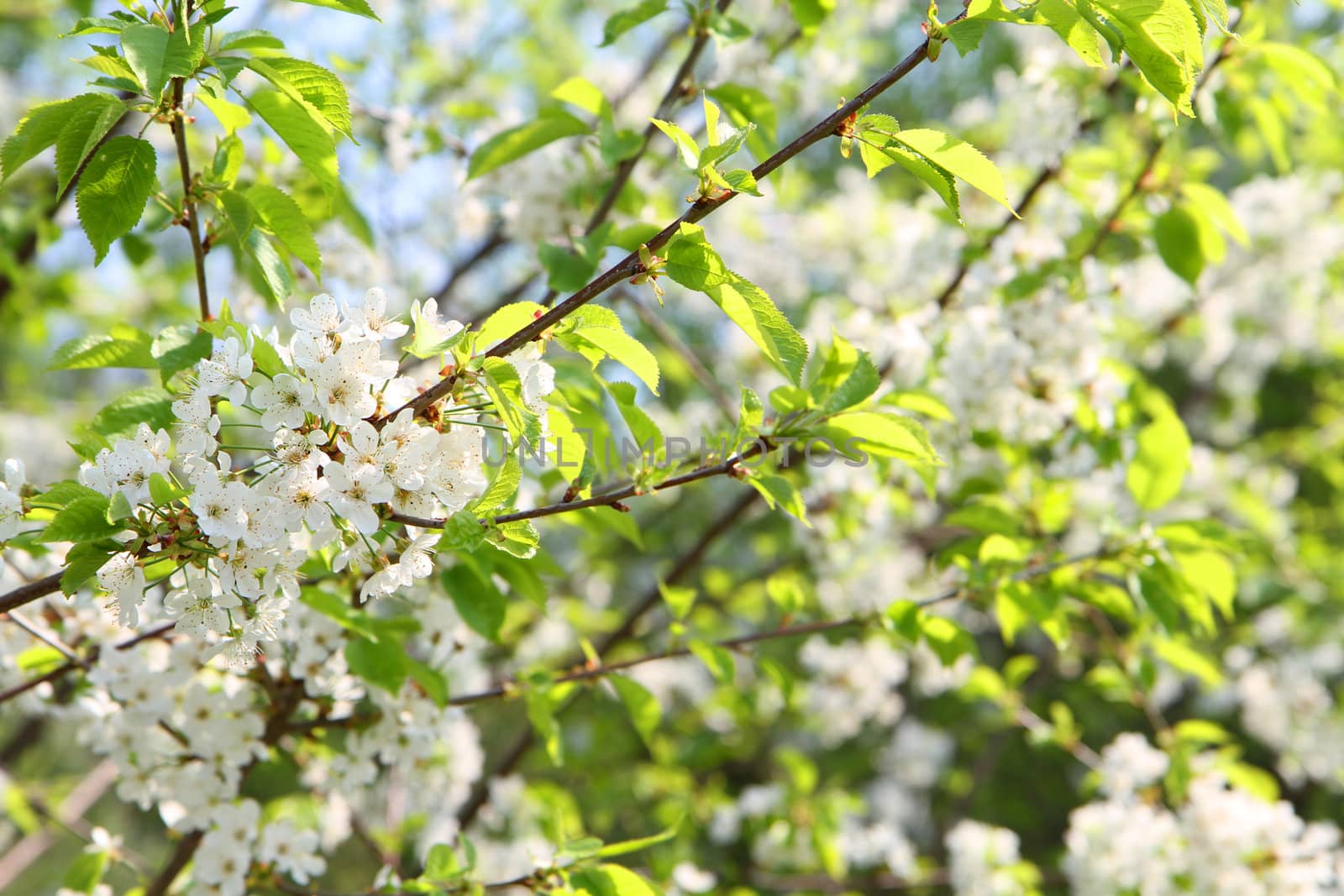 apple flowers as very nice spring background