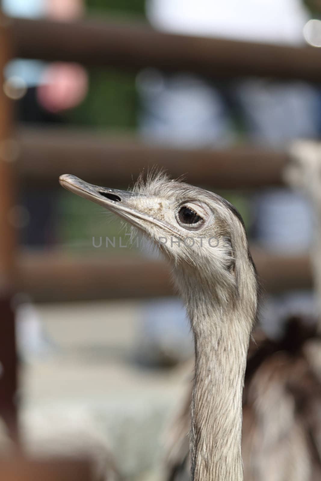 detail of ostrich bird in the czech farm