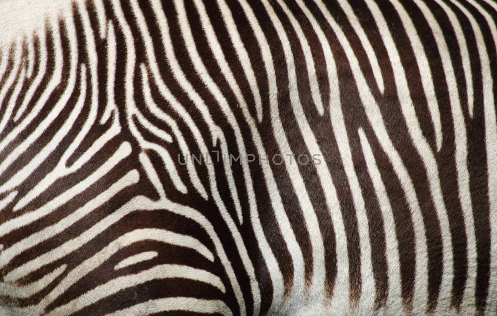 zebra texture as very nice animal background