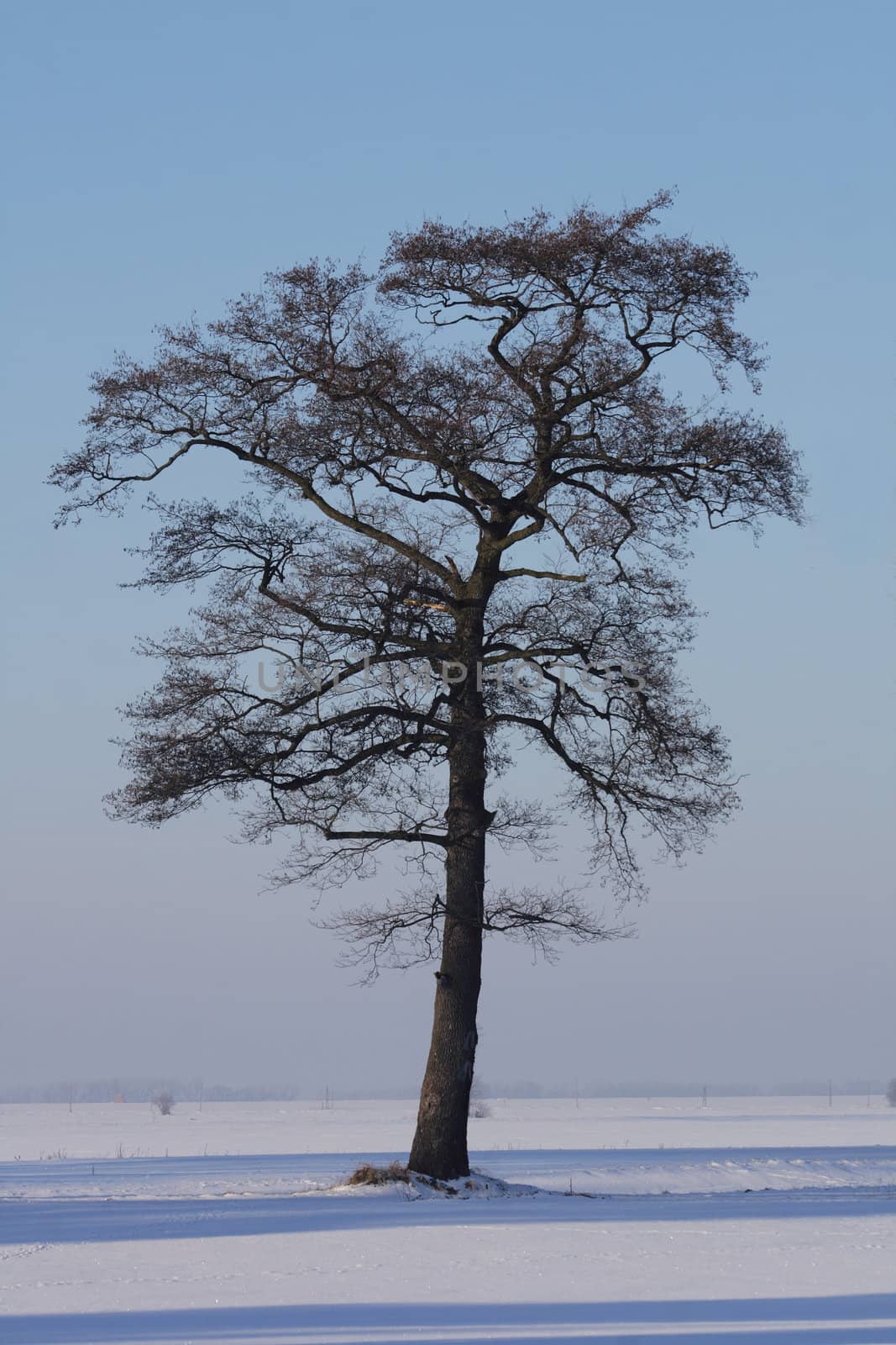 winter country with the treeses from the czech republic