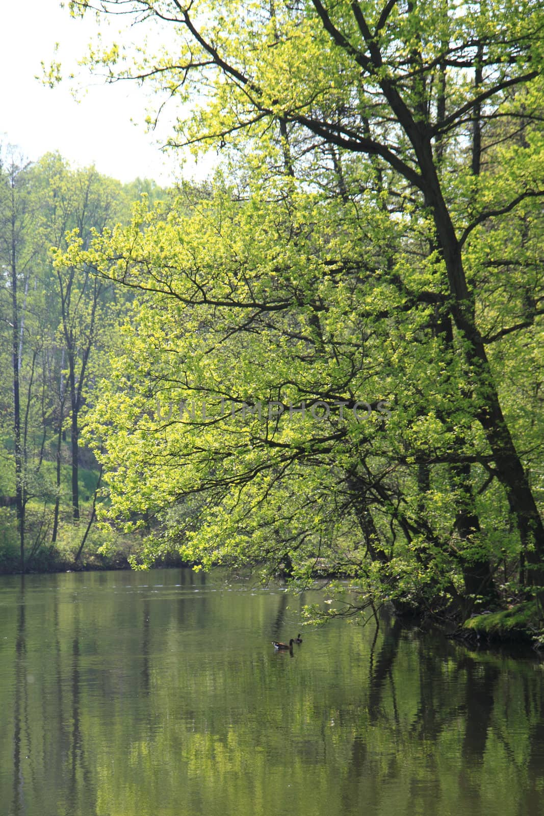 nice fresh spring park with the lake 