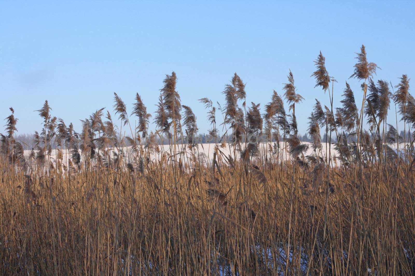 winter country with the treeses from the czech republic