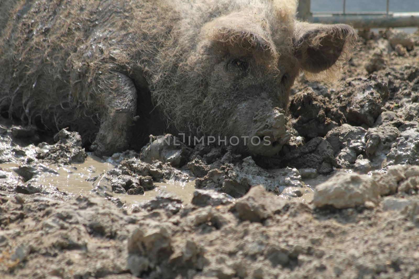big pig in the czech nature farm 