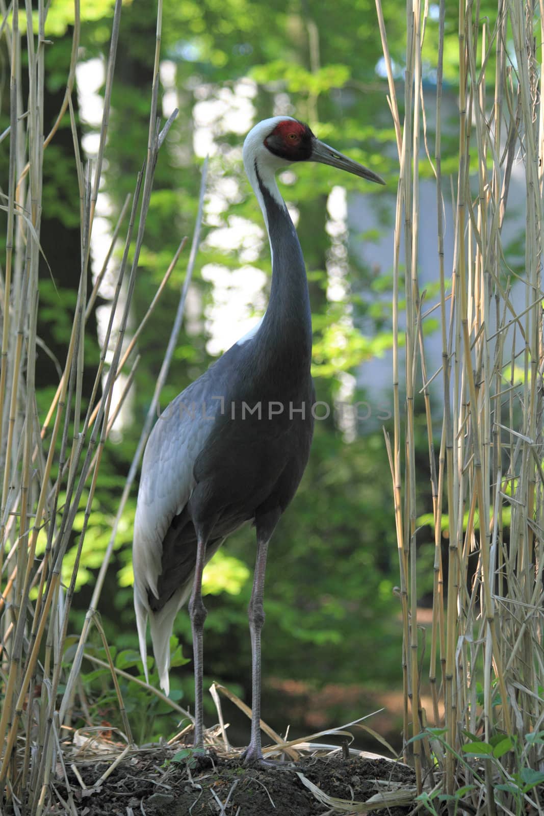 grey heron in the nature near lake 