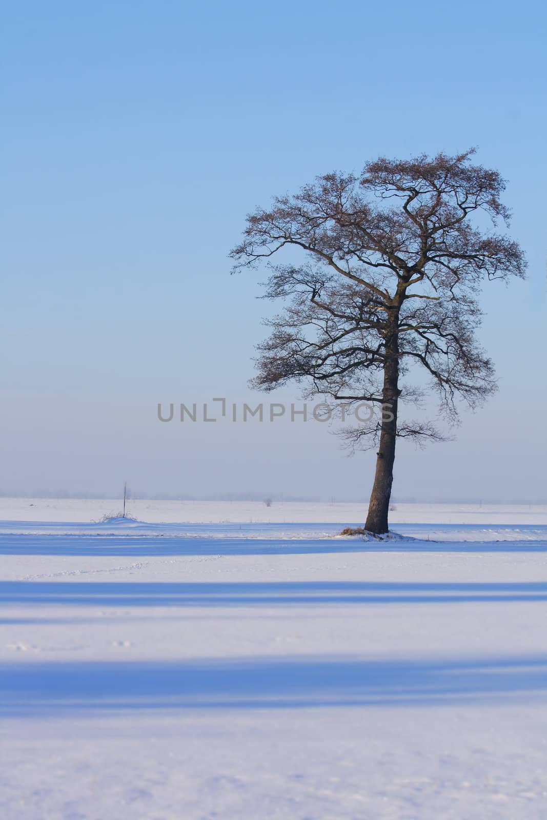 nice tree in the blue frozen winter 