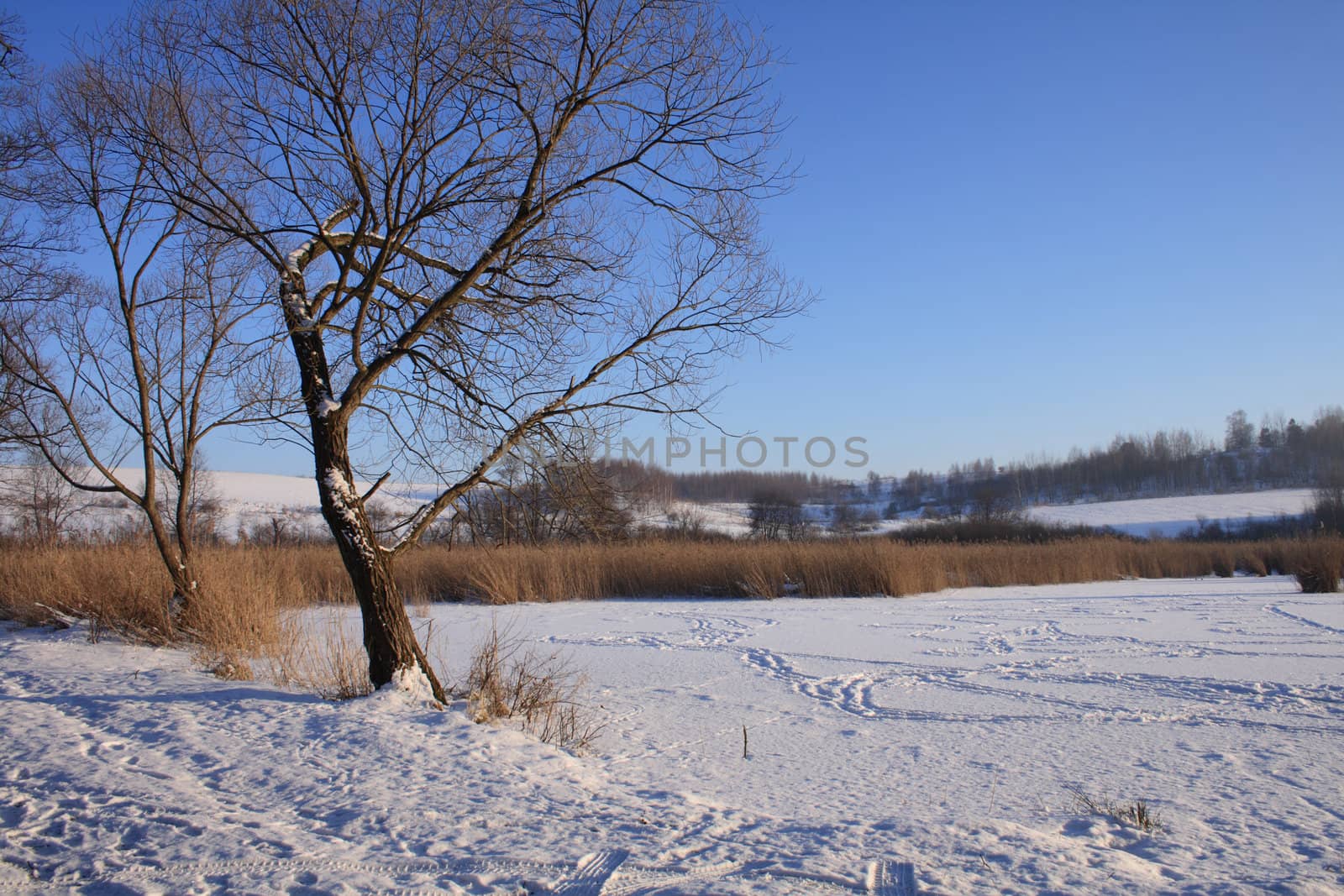 winter country with the treeses from the czech republic