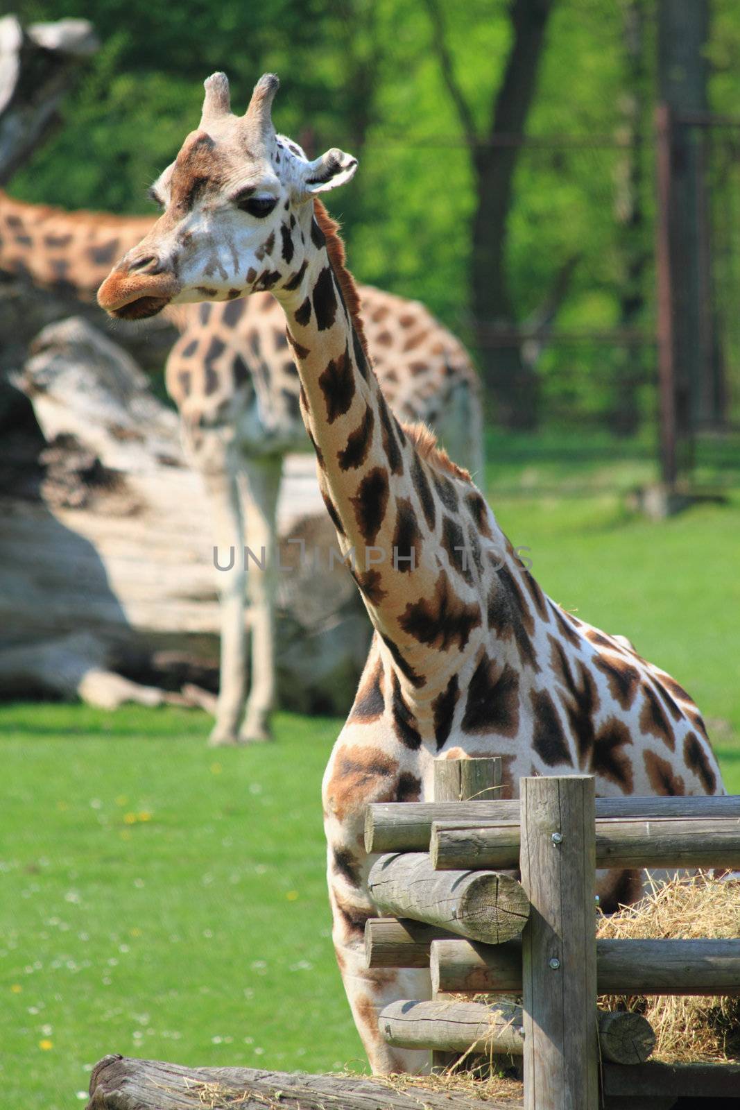 head of giraffe in the fresh garden 