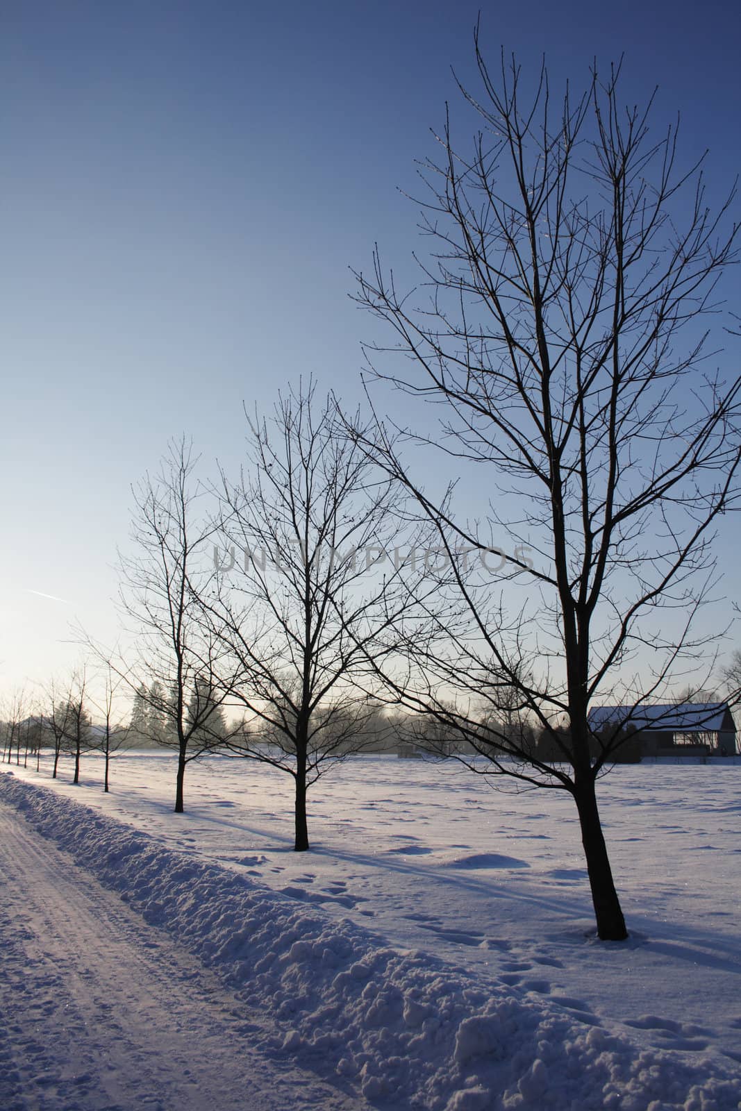 winter country with the treeses from the czech republic