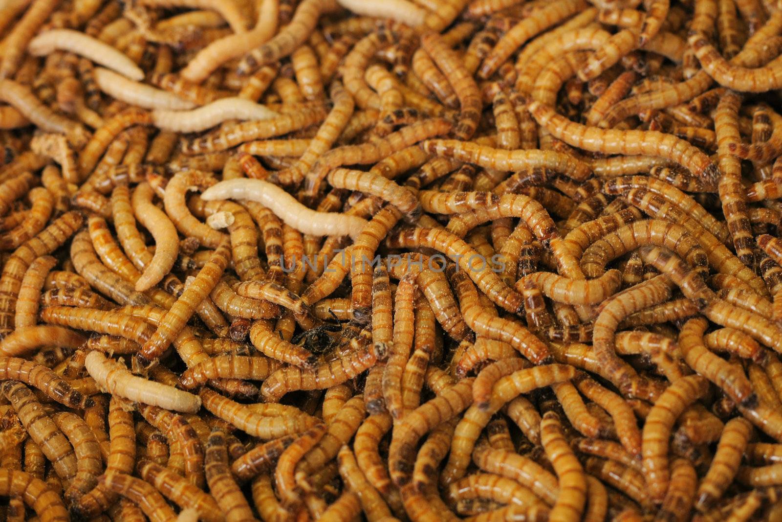 worms as very natural fish food background