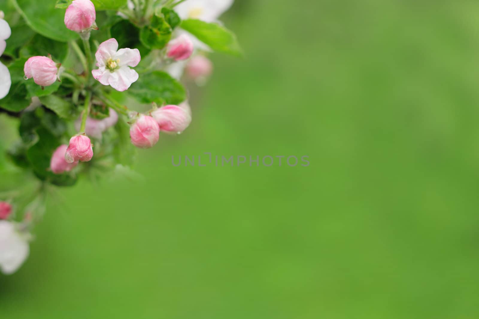white spring flowers on the green background 