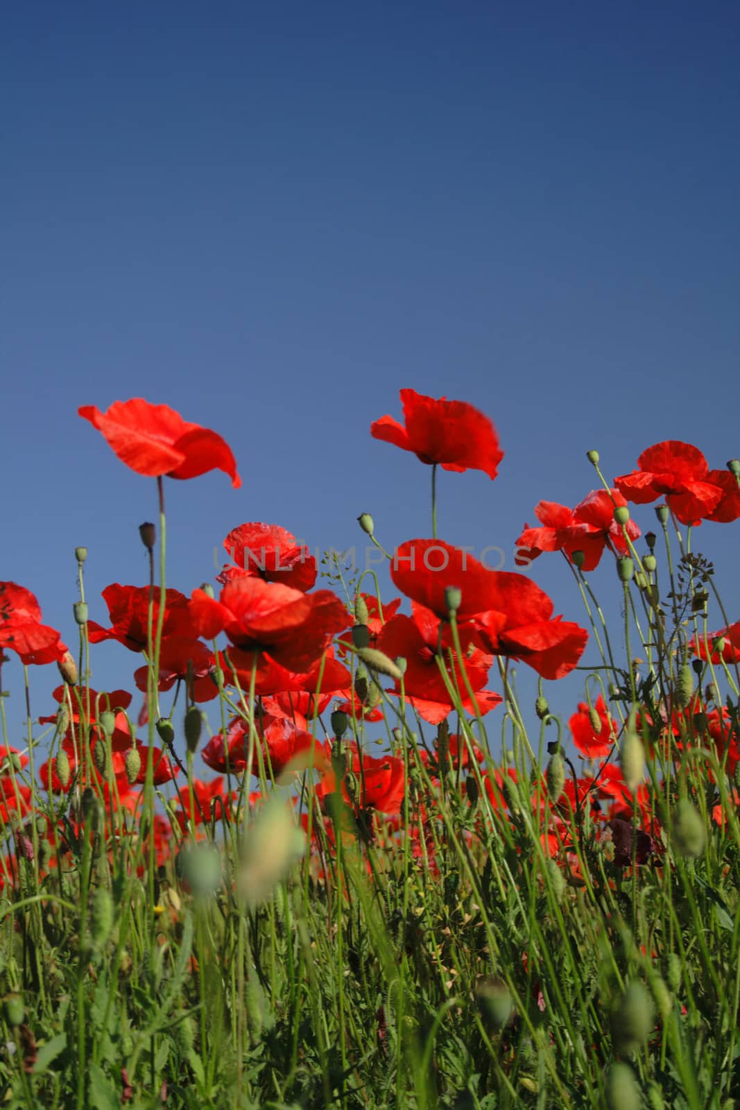 poppy flowers field