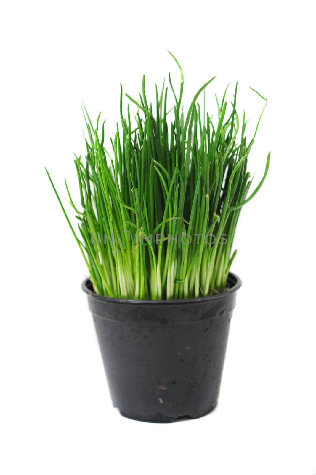 green easter grass in the pot isolated on the white background