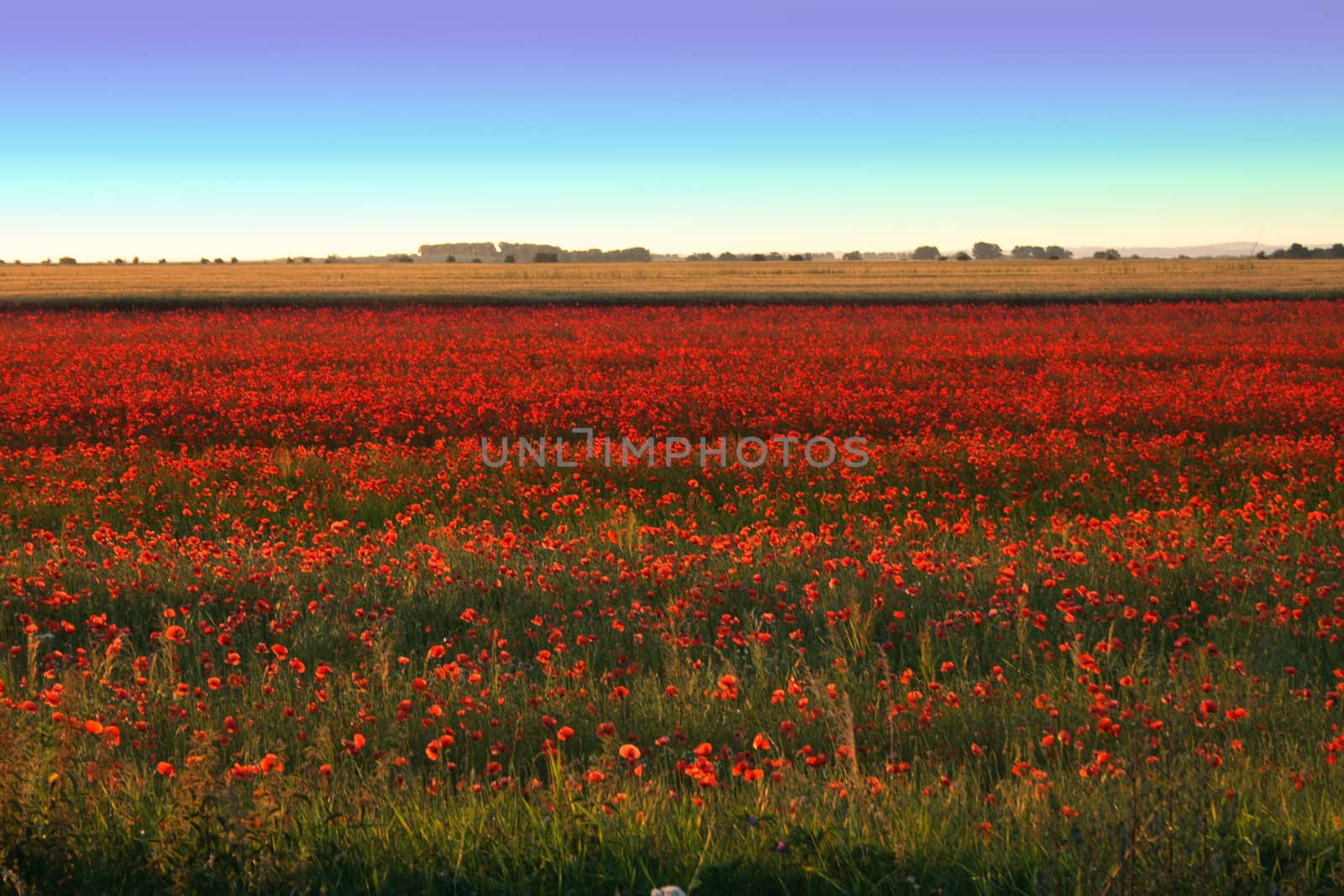 nice red poppy field and blue sky 