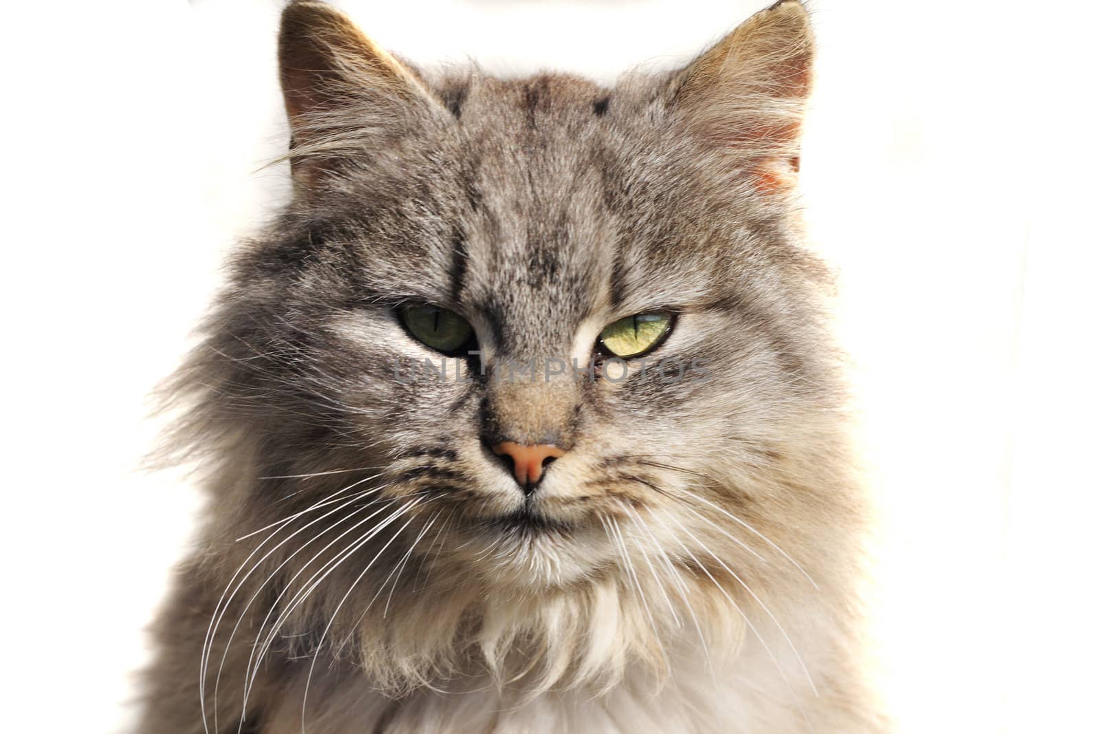 head of furry cat isolated on the white background