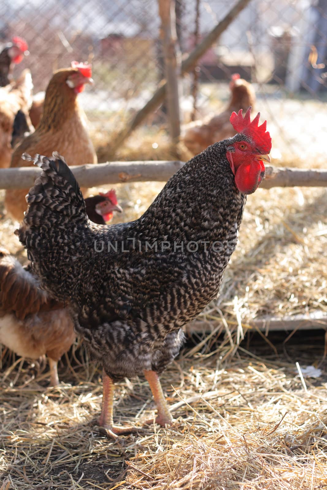nice rooster from the small czech farm