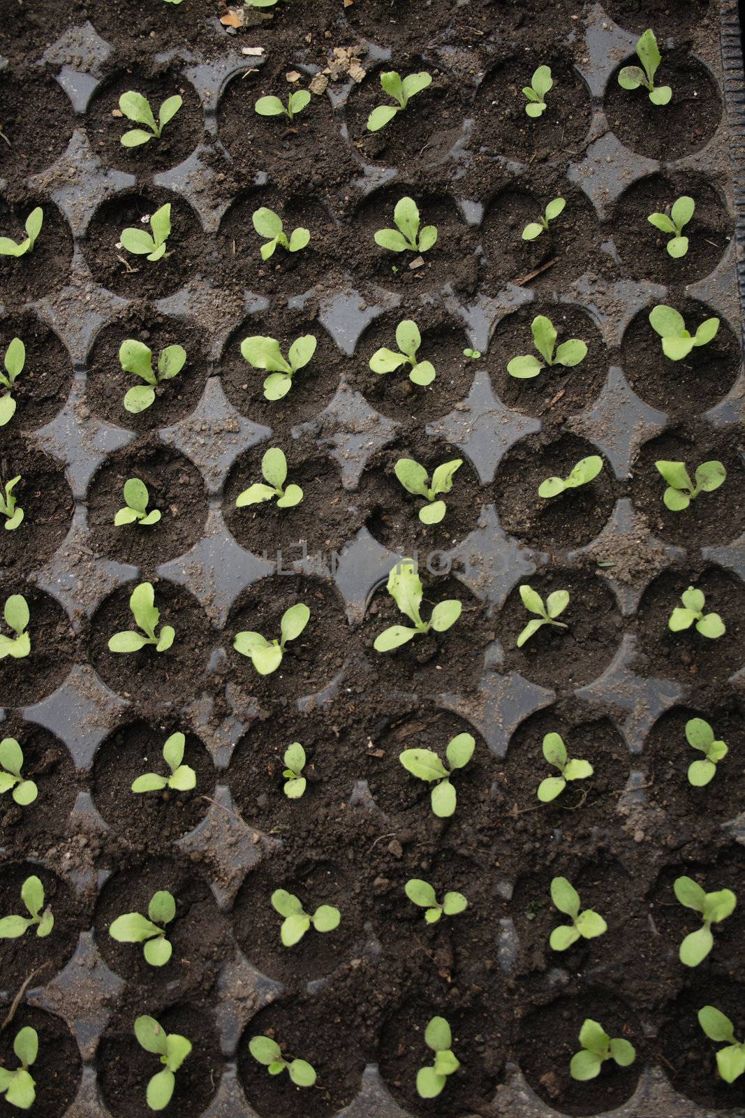 small plants in the pots as natural backgound