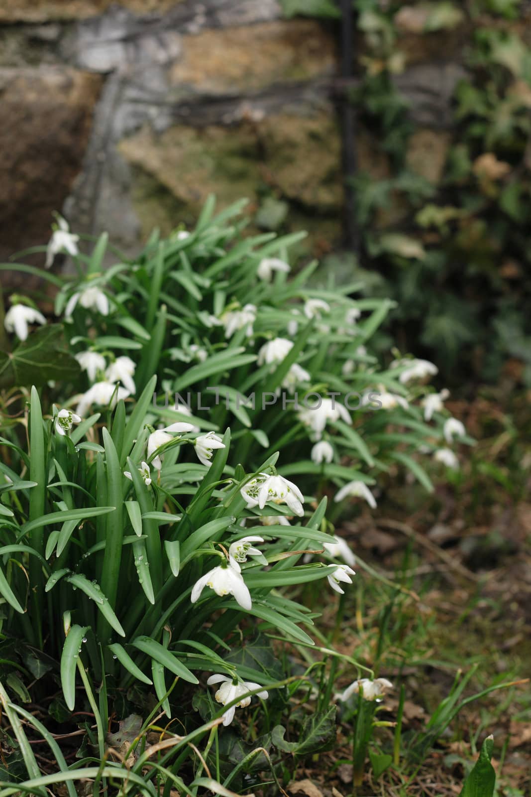 first spring flowers as nice plant background