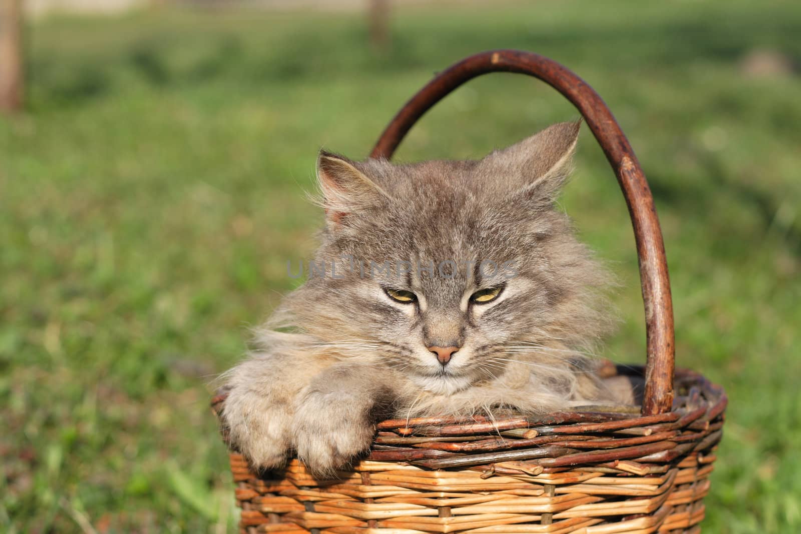 furry cat in the basket on the grass background